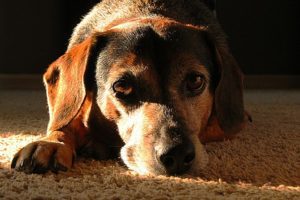 sad dog after a divorce