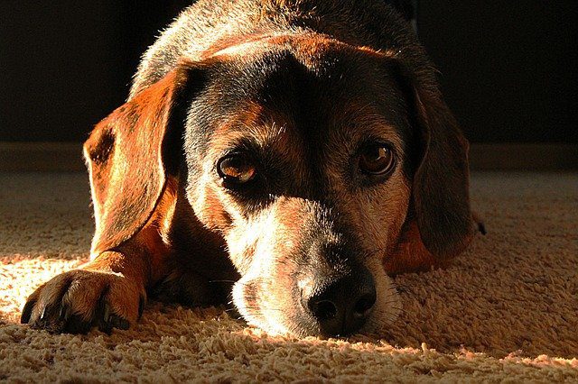 sad dog after a divorce