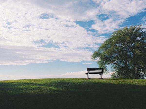 bench and a tree